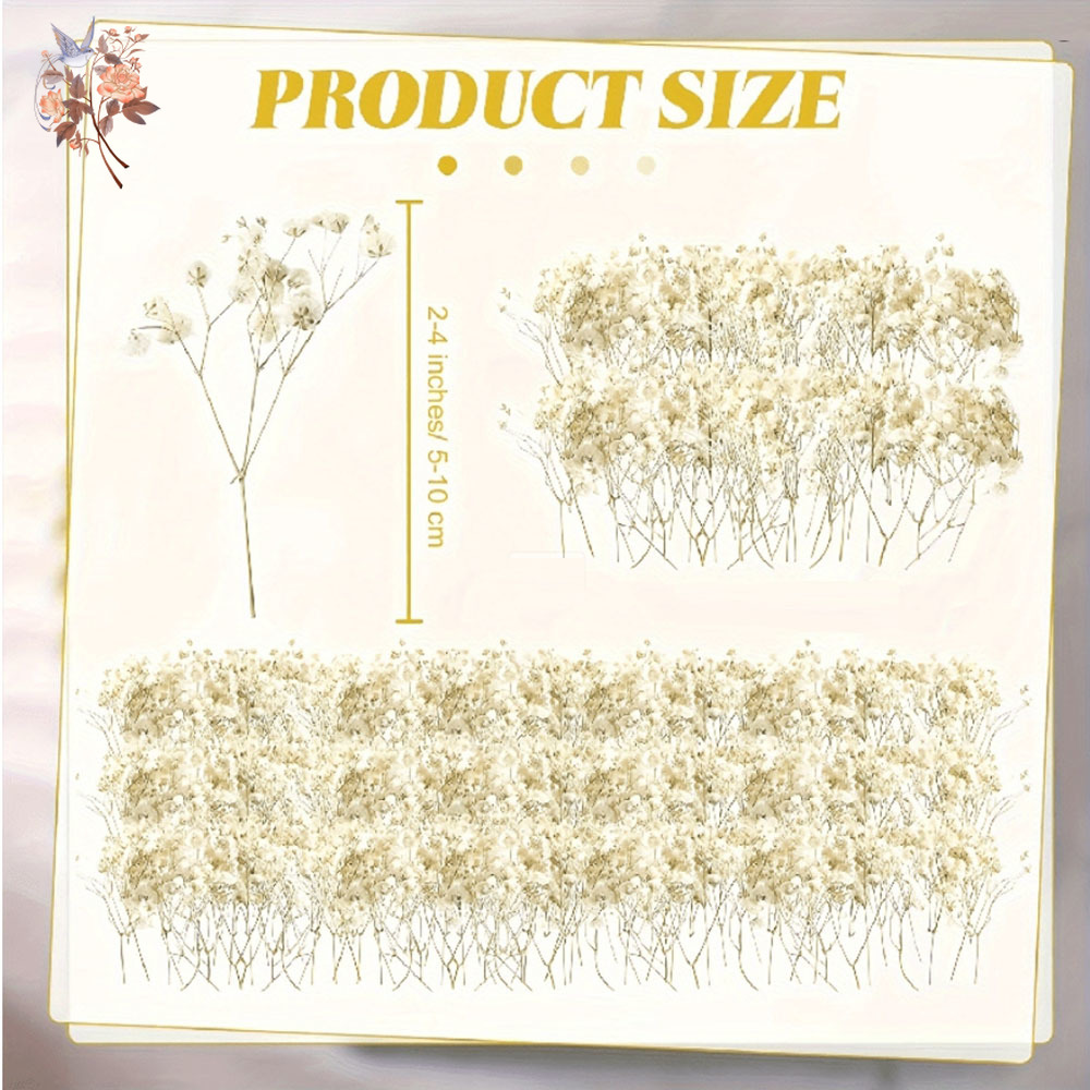 Mini getrocknete Gypsophila-Bl – Candle Making Los Angeles Bewertung und Preis
